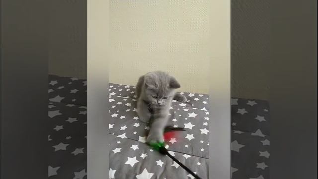 Короткошерстная британская кошечка Golda смотреть онлайн