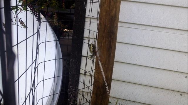 Argiope Aurantia - Yellow Garden Spider смотреть онлайн