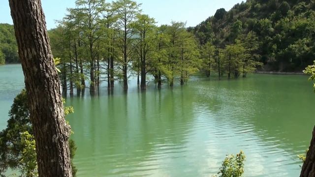 СУККО БОЛОТНЫЕ КИПАРИСЫ смотреть онлайн