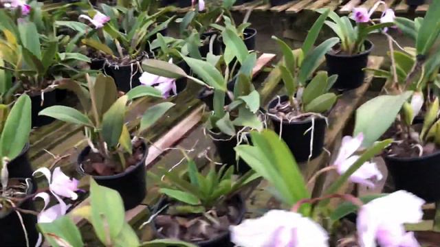 Cattleya trianae x BLC.Memória Alberto Wenzel смотреть онлайн