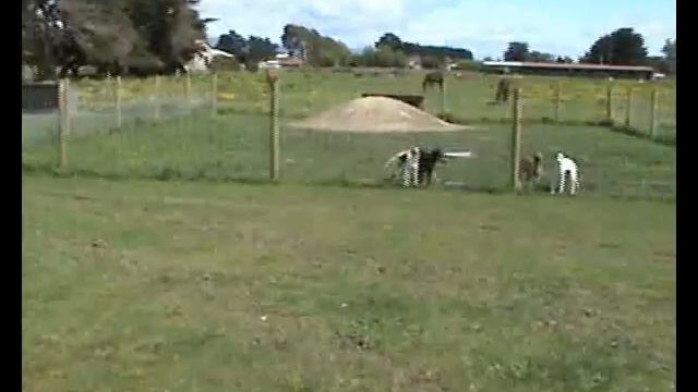 Castletown Greyhound Kennels - Foxton New Zealand смотреть онлайн