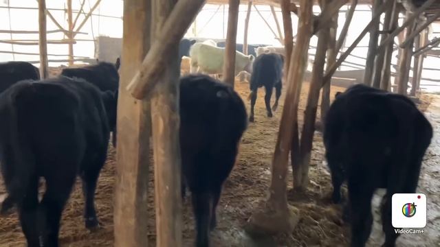 Tozza ABERDEEN ANGUS No'vvoslar Keldi +998903057667