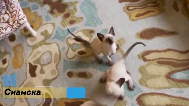 ТОП 5 Умнейших пород кошек? смотреть онлайн