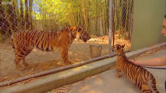 ALEX & RUS - Дикая львица | Tiger Song | Tiktok Song смотреть онлайн