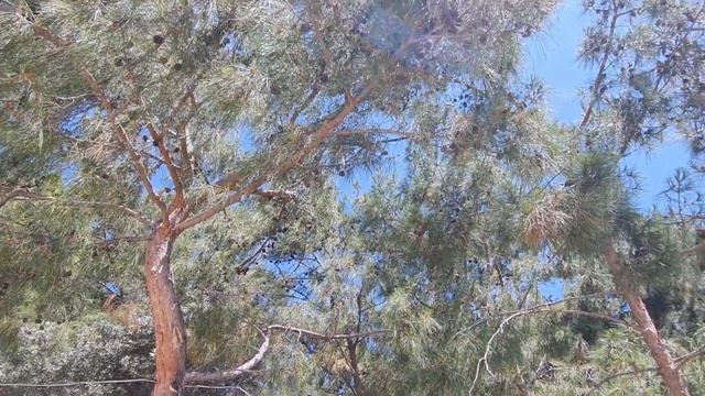 GREEN PINE BEACH & BUNGALOWS - кемпинг, глемпинг по--турецки. Очень не стандартный отель. Обзор 202 смотреть онлайн