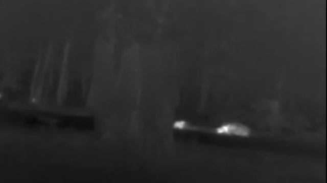 PULSAR XM 30 wild boar termo vision смотреть онлайн