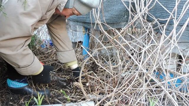 Девичий виноград разбушевался. Делаю весеннюю обрезку. смотреть онлайн
