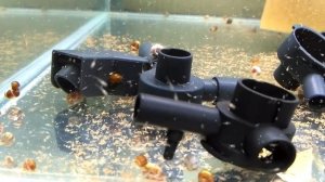 РОДОСТОМУС и КРАСНЫЙ НЕОН.  Содержание и разведение.