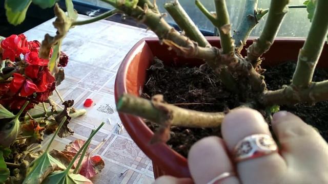 Пеларгония после сильного заморозка.Что делать? смотреть онлайн