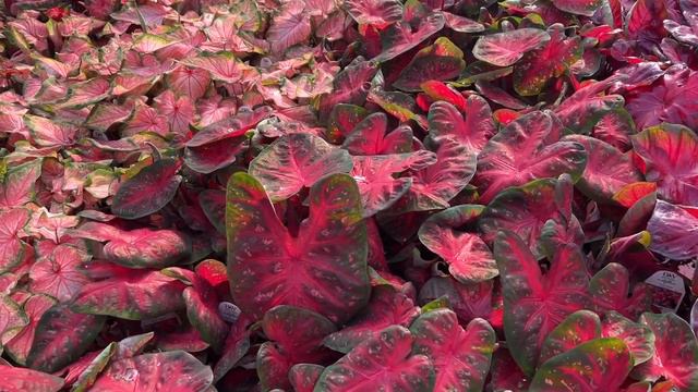 Caladiums смотреть онлайн