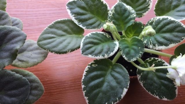 ФИАЛОЧКИ ЦВЕТУТ . СОРТА И ОСОБЕННОСТИ. смотреть онлайн