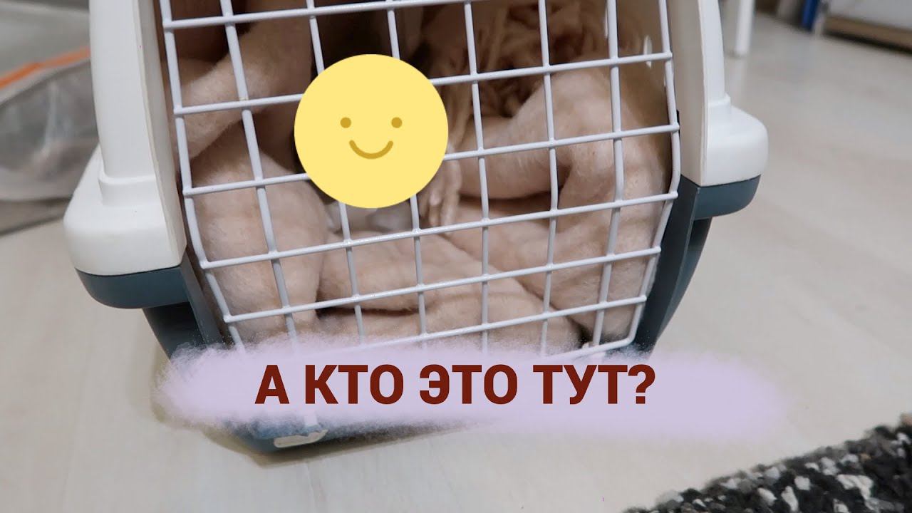 А кто это у нас тут? / когда диабет выходит из-под контроля смотреть онлайн