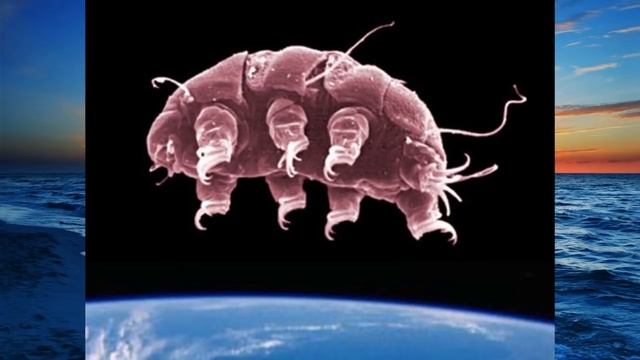 Тихоходка, бессмертный микроорганизм