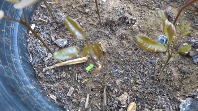 Grow Longan From Seeds Quick ! смотреть онлайн
