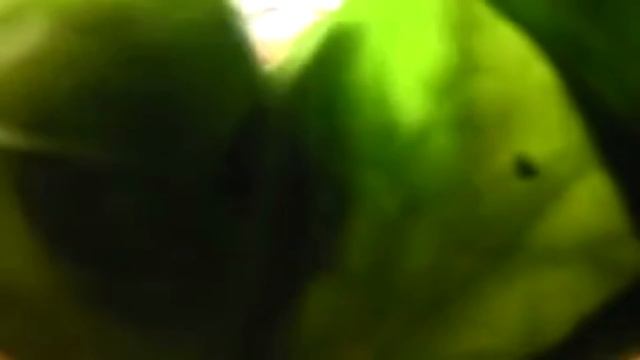 Mommy, Cali Wrapped Me! (Unaware Giantess Vore) [FR] смотреть онлайн