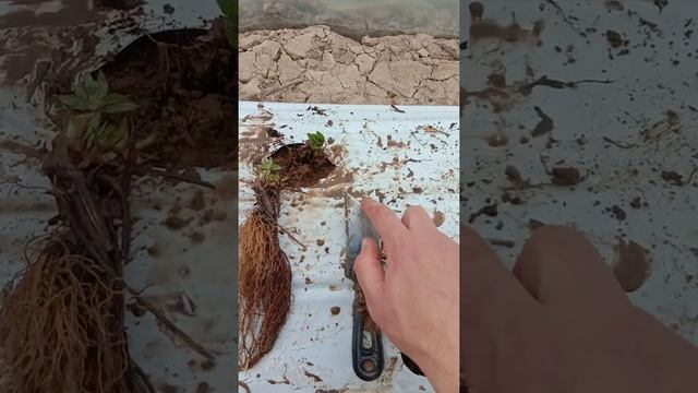 Такой фриго я не видел. Правильная посадка рассады клубники фриго.