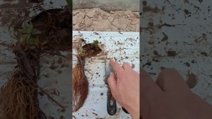 Такой фриго я не видел. Правильная посадка рассады клубники фриго.