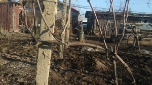 Формировка винограда на шпалере для неукрывных  форм.