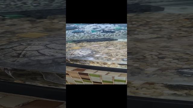 Милая Черепаха