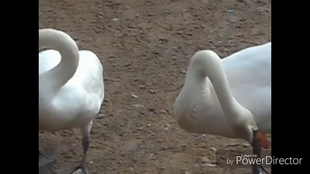 Camping Trip Nikon Coolpix A300