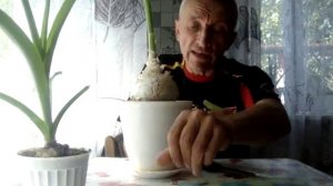 Индийский лук. Обезболивающее для суставов.