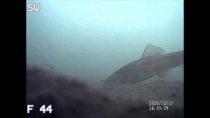 Aqua-Vu Micro Revolution 5.0 Pro First Video