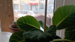 Как я поливаю глоксинии, чем можно укрепить глоксинии, которые вытянулись!!!!