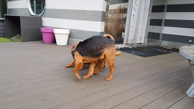 sharpei wild game смотреть онлайн