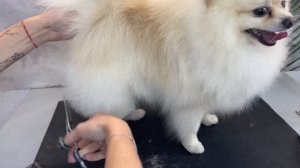 Стрижка шпица/ груминг шпица в домашних условиях/ как подстричь шпица