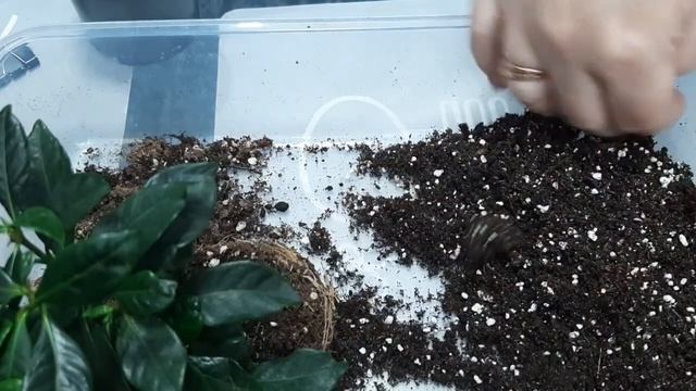 Гардения. Пересадка. смотреть онлайн