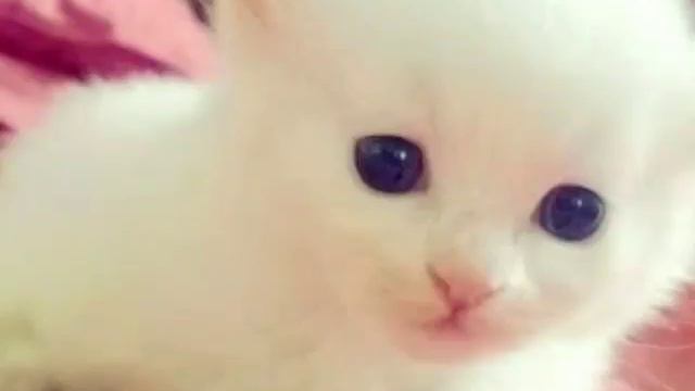 самые милые животные смотреть онлайн