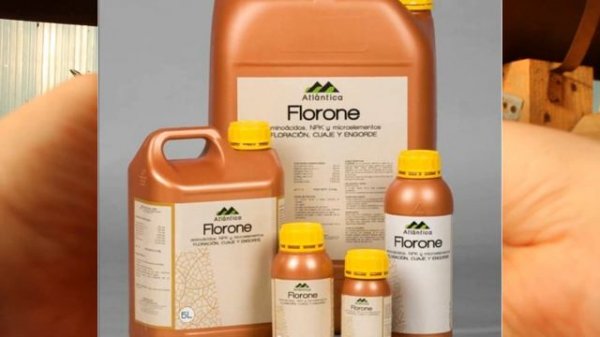 Флорон на Георгинах – биостимулятор направленного действия с аминокислотами. ОБРАБОТКА в 1 заход.