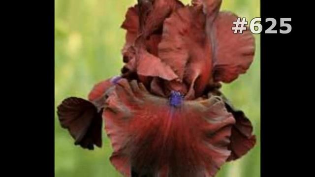 #625. Ирисы - самые лучшие цветы смотреть онлайн