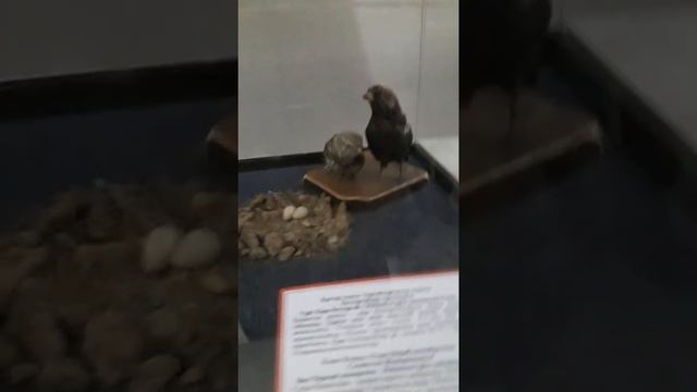 Музей в Алматы смотреть онлайн