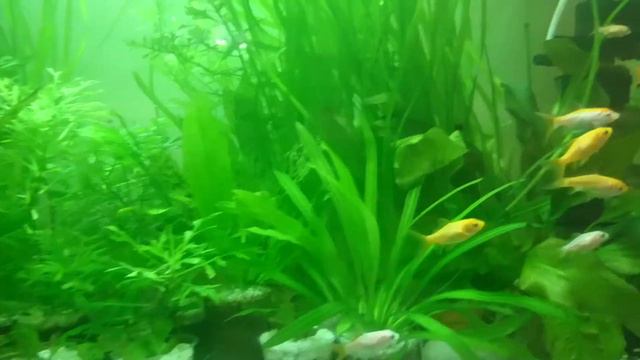 Мелкие золотые рыбки подросли смотреть онлайн