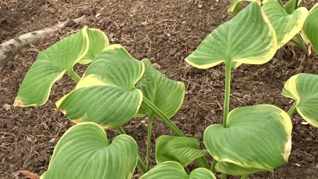 Hosta ´Fragrant Bouquet´ смотреть онлайн
