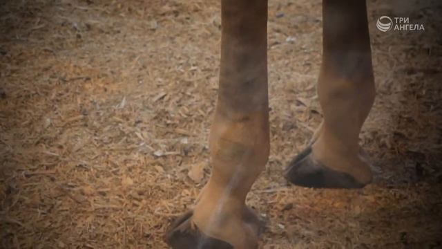 #79 Тайна жизни - (Жираф) смотреть онлайн