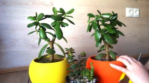 Денежное дерево (Толстянка). Формирование пышной кроны и плотного стволика. Обрезка и прищипка