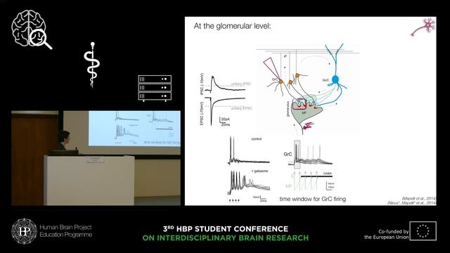Mapelli Lisa - Excitation, inhibition and plasticity in the cerebellar network смотреть онлайн