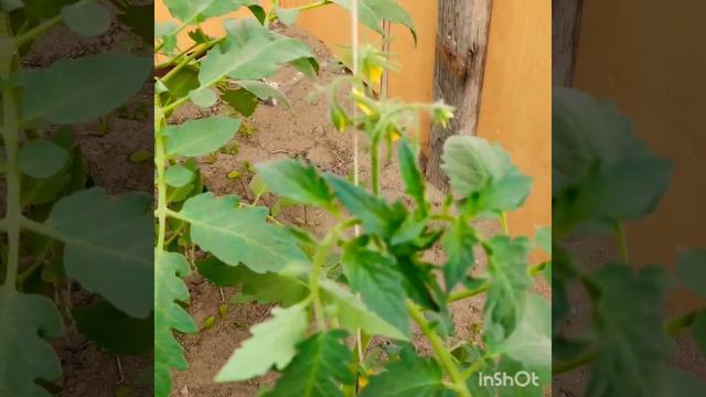 МОЙ СПОСОБ ПОДВЯЗКИ ТОМАТОВ.👍ПРОГОНЯЮ МУРАВЬЕВ СОДОЙ!🐜🐾 смотреть онлайн