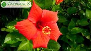 ? Гибискус садовый – описание растения