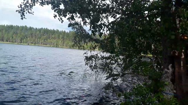 2022г Сеть Морозовских озёр. Лето,июль. смотреть онлайн