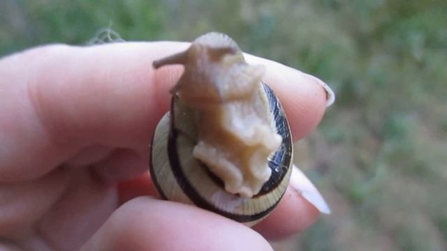 Полосатая улитка, ч. 2/Striped snail, part 2 смотреть онлайн