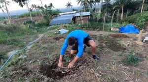 Петуха - к курам.  Пересаживаю папайи.  Жизнь в деревне с филиппинкой.