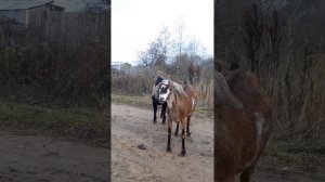 Коза не приходит в охоту//Приводим козу в охоту.