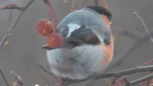 Что кушает зимой снегирь