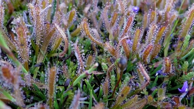 Alpine carnivorous plants and a bog orchid in Victoria, Australia смотреть онлайн