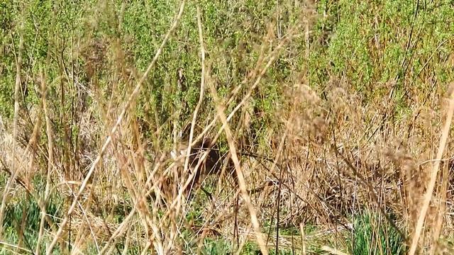 5.05.2016 - Stirnu 'riešana' - Лай косули - Roe deer barking смотреть онлайн