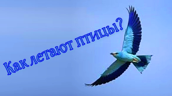 Как летают птицы. смотреть онлайн
