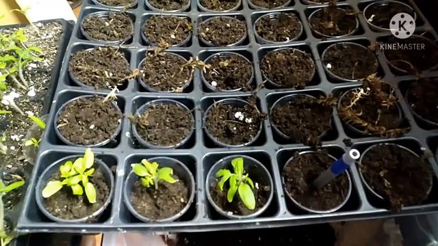 Растим рассаду томатов.Сорт ЛЯНА.Посев семян 24 марта 2021г.Пикировка 16 апреля. смотреть онлайн